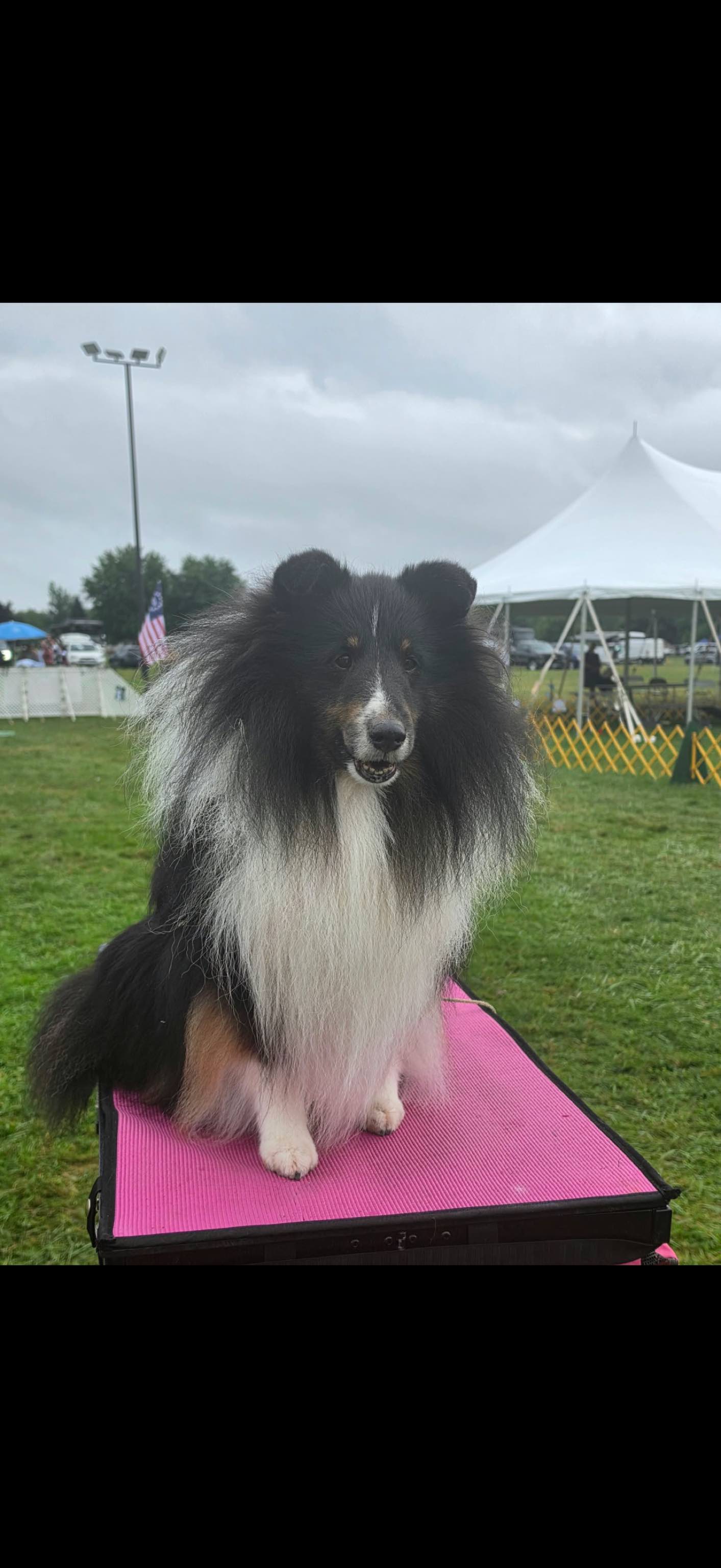 Custom Ordered Dog 3D Printed Dog Portrait for Sheltie Show Dog 🐾 — photo 3 of 3